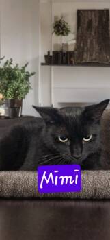 Rescue Domestic Short Hair Cats for Adoption in Jim Thorpe, Pennsylvania - Mimi | PetCurious