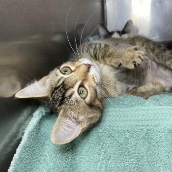 Domestic Short Hair Cats Available for Adoption - Valentina | PetCurious