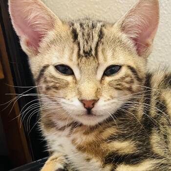 Domestic Short Hair Cats Available for Adoption in Chino Hills, California - Tigerlily - Chino Hills Location | PetCurious