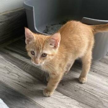 Mycroft -  Domestic Short Hair Cat for Adoption in West Des Moines, Iowa - Mycroft | PetCurious