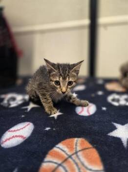 HAM -  Domestic Short Hair Cat for Adoption in Palmetto, Florida - HAM | PetCurious