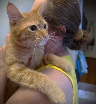 Rescue American Shorthair Cats for Adoption - Sparky | PetCurious
