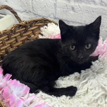 Atom -  Domestic Short Hair Cat for Adoption in Harrisonburg, Virginia - Atom | PetCurious
