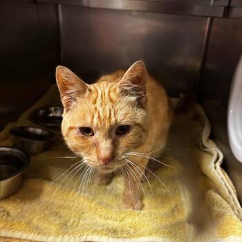 Ryland - Regal Resident, Adoption Fees Waived! -  Domestic Short Hair Cat for Adoption in Bristol, Indiana - Ryland - Regal Resident, Adoption Fees Waived! | PetCurious