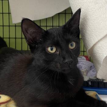 Kita -  Domestic Short Hair Cat for Adoption in Chicago, Illinois - Kita | PetCurious