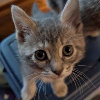 Domestic Short Hair Cats Available for Adoption in Hudsonville, Michigan - Dinasour Oatmeal | PetCurious