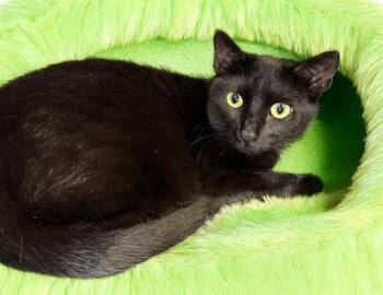 TILLY -  Domestic Short Hair Cat for Adoption in Fort Lauderdale, Florida - TILLY | PetCurious