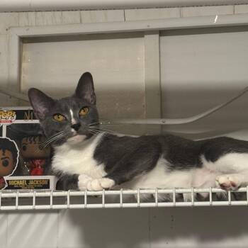 Misty -  Domestic Short Hair Cat for Adoption in Columbus, Georgia - Misty | PetCurious