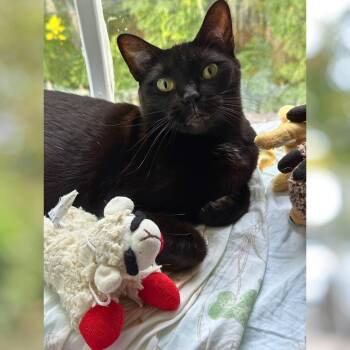 Rescue Domestic Short Hair Cats for Adoption in Orange City, Florida - Lil