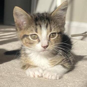 Duke -  Domestic Short Hair Cat for Adoption in Lexington, Kentucky - Duke | PetCurious