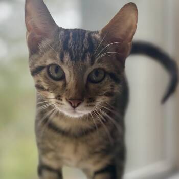 Tigre -  Tabby Cat for Adoption in Krum, Texas - Tigre | PetCurious