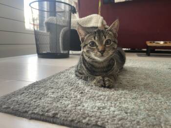 Rescue American Shorthair Cats for Adoption in New York, New York - Jazz | PetCurious