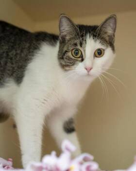 Splash -  Domestic Short Hair Cat for Adoption in Pequot Lakes, Minnesota - Splash | PetCurious