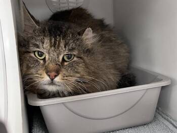 Domestic Long Hair Cats Available for Adoption in Kent, Washington - CRICKET | PetCurious