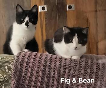 Rescue Tuxedo Cats for Adoption in Fort Erie, Ontario - Bean | PetCurious