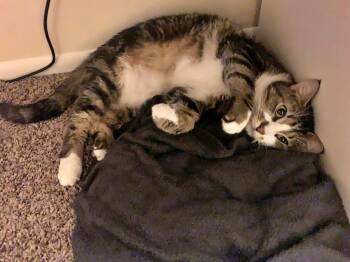 Tabby and Domestic Short Hair Cats Available for Adoption - MACHI #1797 - Offered By Owner - Young Male | PetCurious