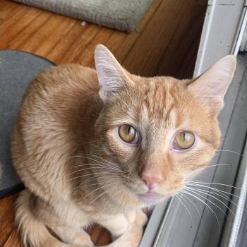Rescue Domestic Short Hair Cats for Adoption in Buffalo, New York - Allan | PetCurious