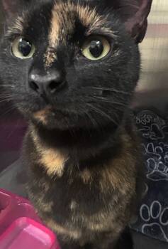 Rescue Domestic Short Hair Cats for Adoption in Meriden, Connecticut - Belinda | PetCurious