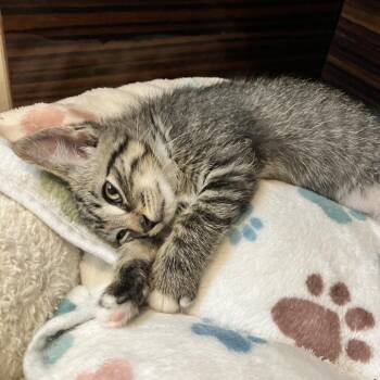 Purrlina -  Domestic Short Hair Cat for Adoption in Ferndale, Michigan - Purrlina | PetCurious