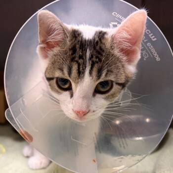 Allie -  Domestic Short Hair Cat for Adoption in Nashville, Tennessee - Allie | PetCurious
