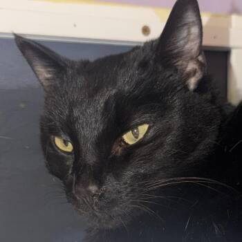Jelly Bean -  Domestic Short Hair Cat for Adoption in Titusville, Florida - Jelly Bean | PetCurious