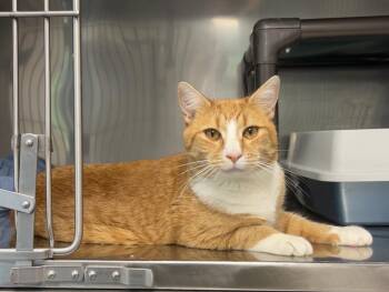 Domestic Short Hair and Tabby Cats Available for Adoption in Montville, New Jersey - Spruce | PetCurious