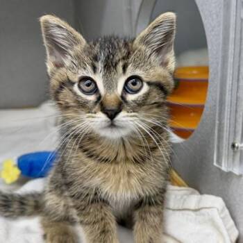 Walker -  Domestic Short Hair Cat for Adoption in Atlanta, Georgia - Walker | PetCurious