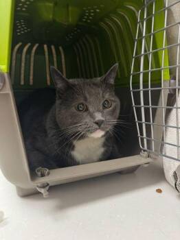 Gris Gris -  Domestic Short Hair Cat for Adoption in Kansas City, Missouri - Gris Gris | PetCurious