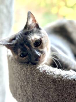 Rescue Dilute Tortoiseshell Cats for Adoption in Fresno, California - Willow | PetCurious