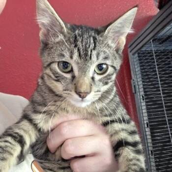 Rhododendron -  Domestic Short Hair Cat for Adoption in Eugene, Oregon - Rhododendron | PetCurious