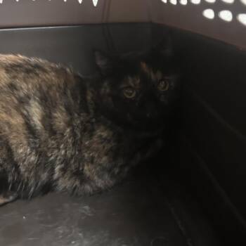 Rosie -  Domestic Short Hair Cat for Adoption in Yuma, Arizona - Rosie | PetCurious