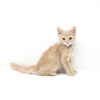 Blue October -  Domestic Short Hair Cat for Adoption in Florence, Arizona - Blue October | PetCurious