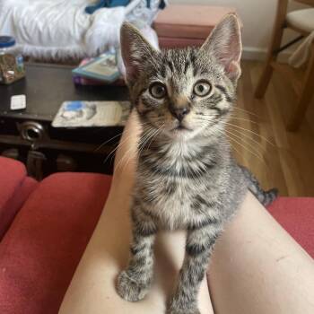 Tofu -  Domestic Short Hair Cat for Adoption - Tofu | PetCurious