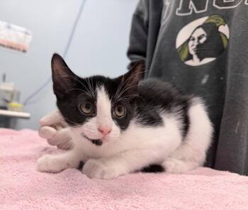 Northwood -  Domestic Short Hair Cat for Adoption in Raleigh, North Carolina - Northwood | PetCurious