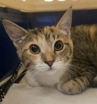 Nutmeg -  Domestic Short Hair Cat for Adoption in Oakland, California - Nutmeg | PetCurious