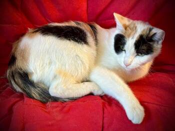 Rescue Domestic Short Hair Cats for Adoption in Fresno, California - Rebecca | PetCurious