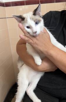 Rescue Snowshoe and Turkish Van Cats for Adoption in Mission Viejo, California - Elliot And Evie | PetCurious
