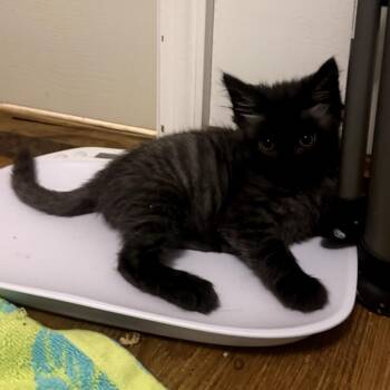 Bobby -  Domestic Short Hair Cat Available for Adoption in Waldorf, Maryland - Bobby | PetCurious