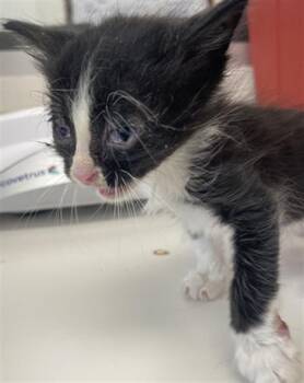 Rescue Domestic Short Hair Cats for Adoption in Rosenberg, Texas - BROOKLYN | PetCurious