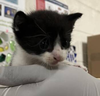 PERCY -  Domestic Short Hair Cat for Adoption in Pensacola, Florida - PERCY | PetCurious