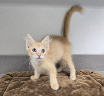 Sarah -  Domestic Short Hair Cat for Adoption in Mount Carmel, Illinois - Sarah | PetCurious