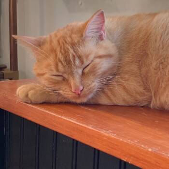 Rescue Domestic Short Hair Cats for Adoption in Arthur, Ontario - Abigail | PetCurious