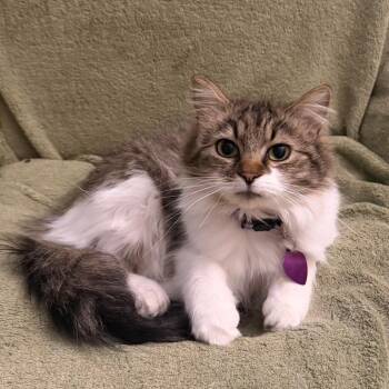 Sasha -  Domestic Long Hair Cat Available for Adoption in Maryville, Tennessee - Sasha | PetCurious