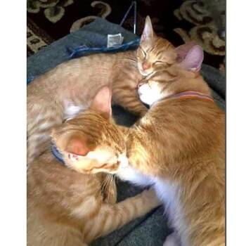 Rescue Tabby Cats for Adoption in Millcreek, Utah - Sassy And Brothers. | PetCurious
