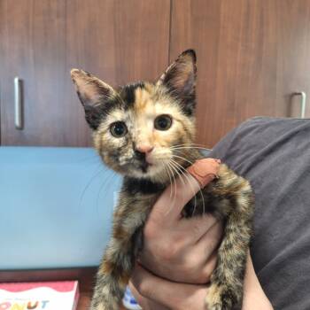 Rescue Domestic Short Hair Cats for Adoption in Gautier, Mississippi - Possum | PetCurious