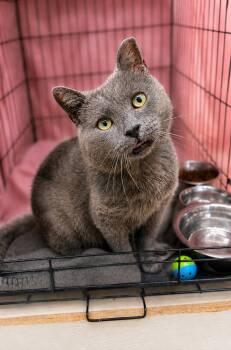 Bergamot (FCID# 06/02/2026 - 118) -  Russian Blue and Domestic Short Hair Cat for Adoption in Greenville, Delaware - Bergamot (FCID# 06/02/2026 - 118) | PetCurious