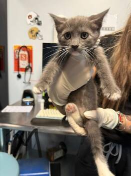 GRIS -  Domestic Short Hair Cat for Adoption in Fort Walton Beach, Florida - GRIS | PetCurious
