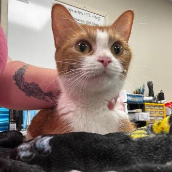 Vanilla -  Domestic Short Hair Cat for Adoption in Tulsa, Oklahoma - Vanilla | PetCurious