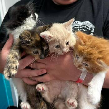 Domestic Medium Hair Cats Available for Adoption in Shinnston, West Virginia - Wonderwoman | PetCurious