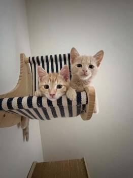 Spoof -  Domestic Short Hair Cat for Adoption in Tucson, Arizona - Spoof | PetCurious